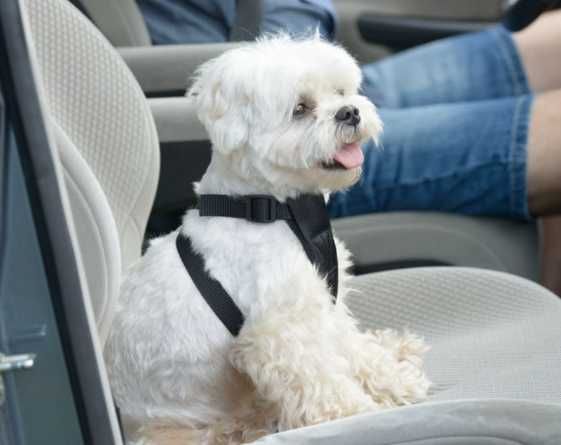 Pas Bezpieczeństwa Dla Psa,Kota  do samochodu