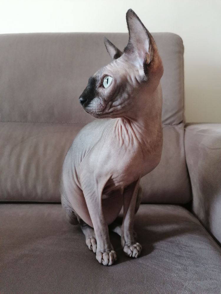 Gato Sphynx para Adoção Responsável