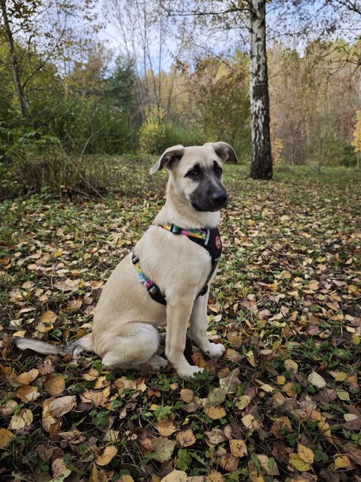 Цуценя в добрі руки, дівчинка в добрі руки