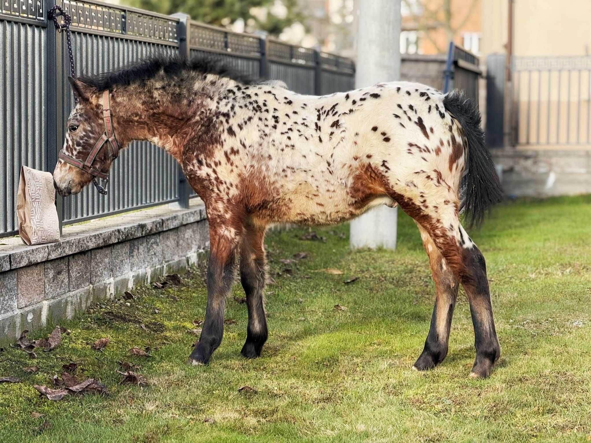 TARANT Ogierek 8 miesięcy
