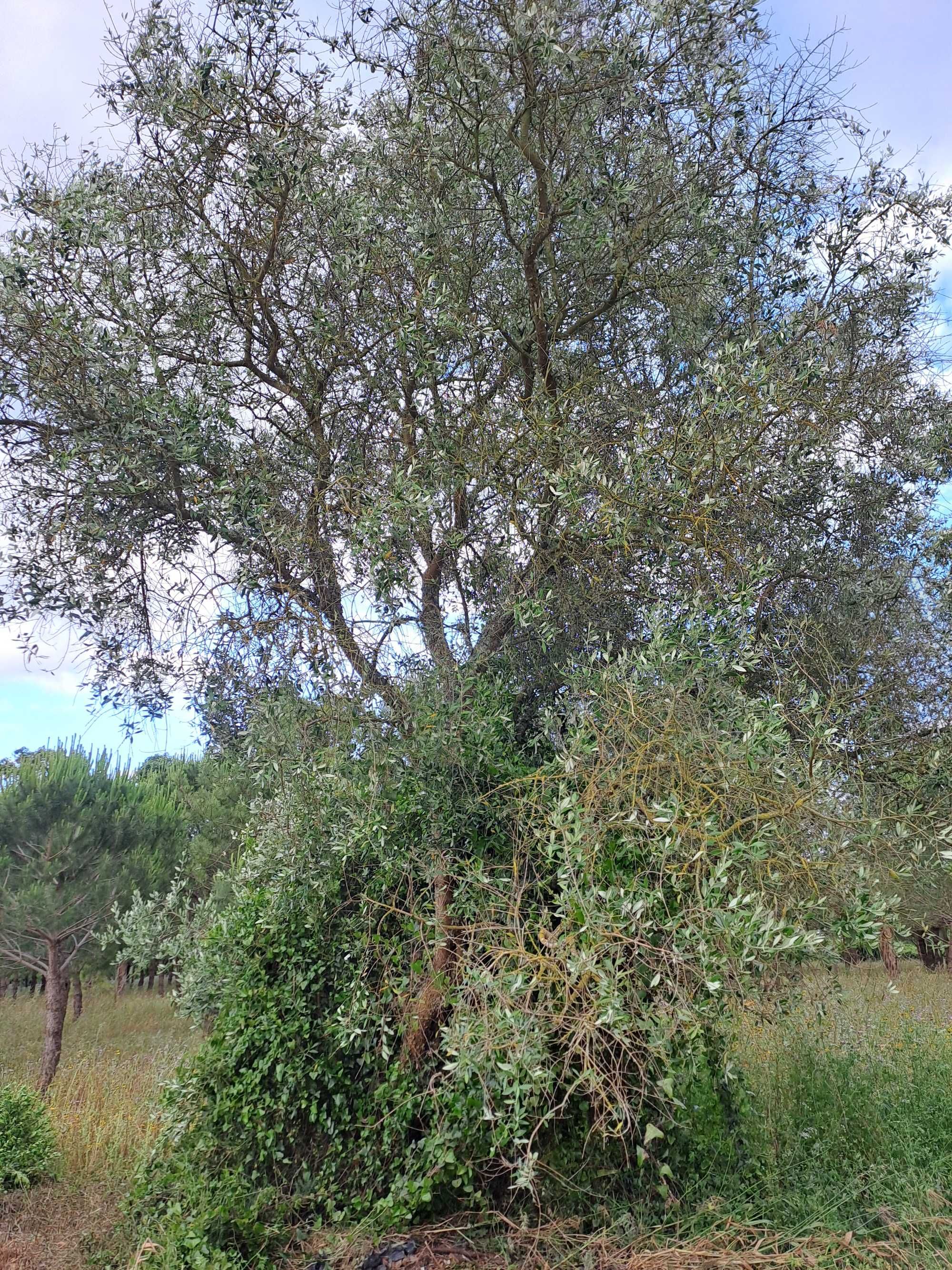 Venda de oliveiras