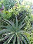 Folhas de aloe vera