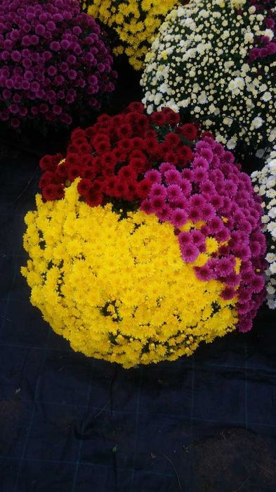 Chryzantemy drobnokwiatowe