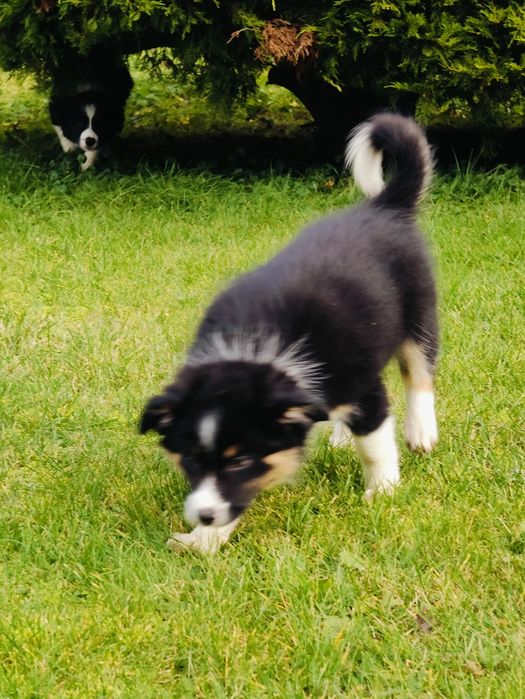 Suczka Border Collie