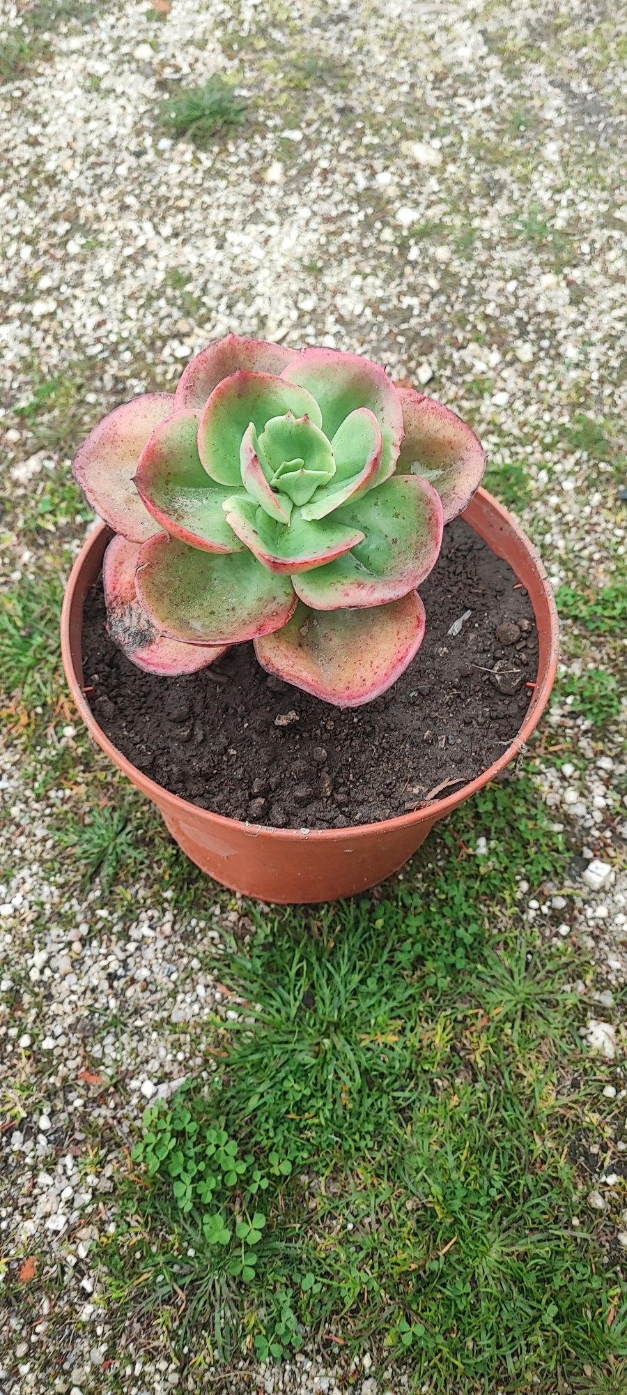 Planta suculenta