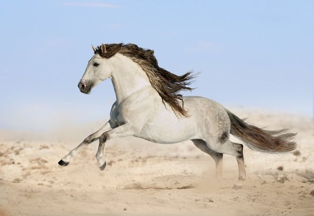 Andaluzyjski koń