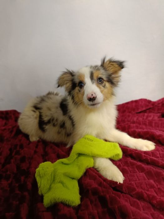 * * * poesek * * *  Border Collie * Badania