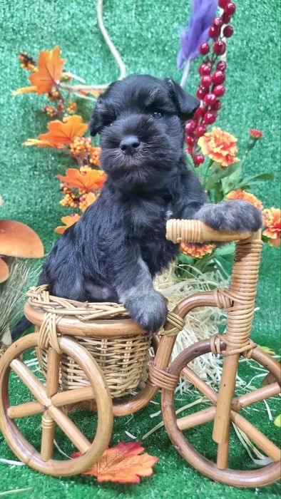 Цуценята цвергшнауцера