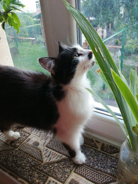 2 киці з зони бойових дій