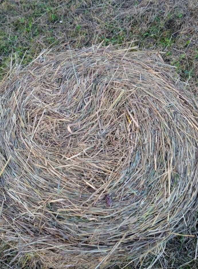 Продам сіно в тюках