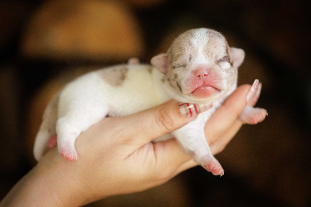 Chihuahua* Uroczy chłopczyk XS merle