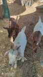 Cabras anãs á procura de um novo lar ( mãe, filho e filha