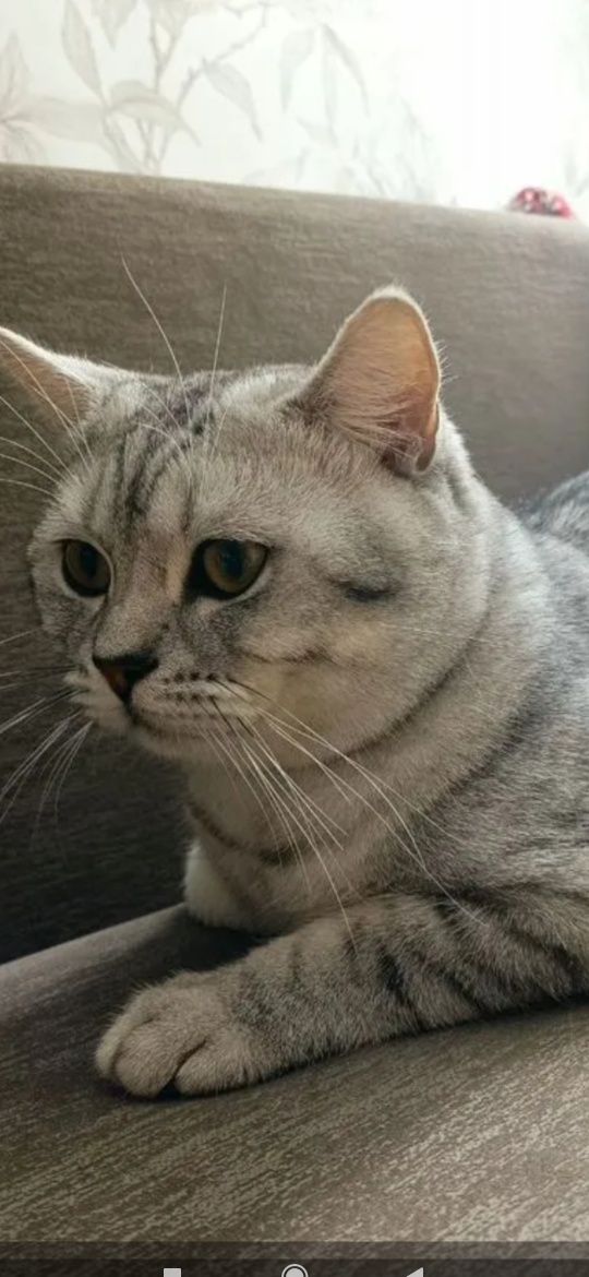 Шотландські кошенята