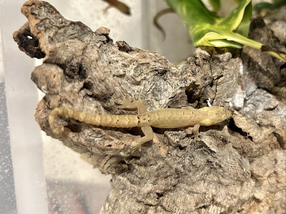 Gekon placzacy  Lepidodactylus lugubris ~6-7cm