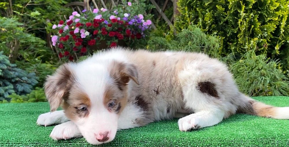Suczka Border Collie ZKwP. FCI