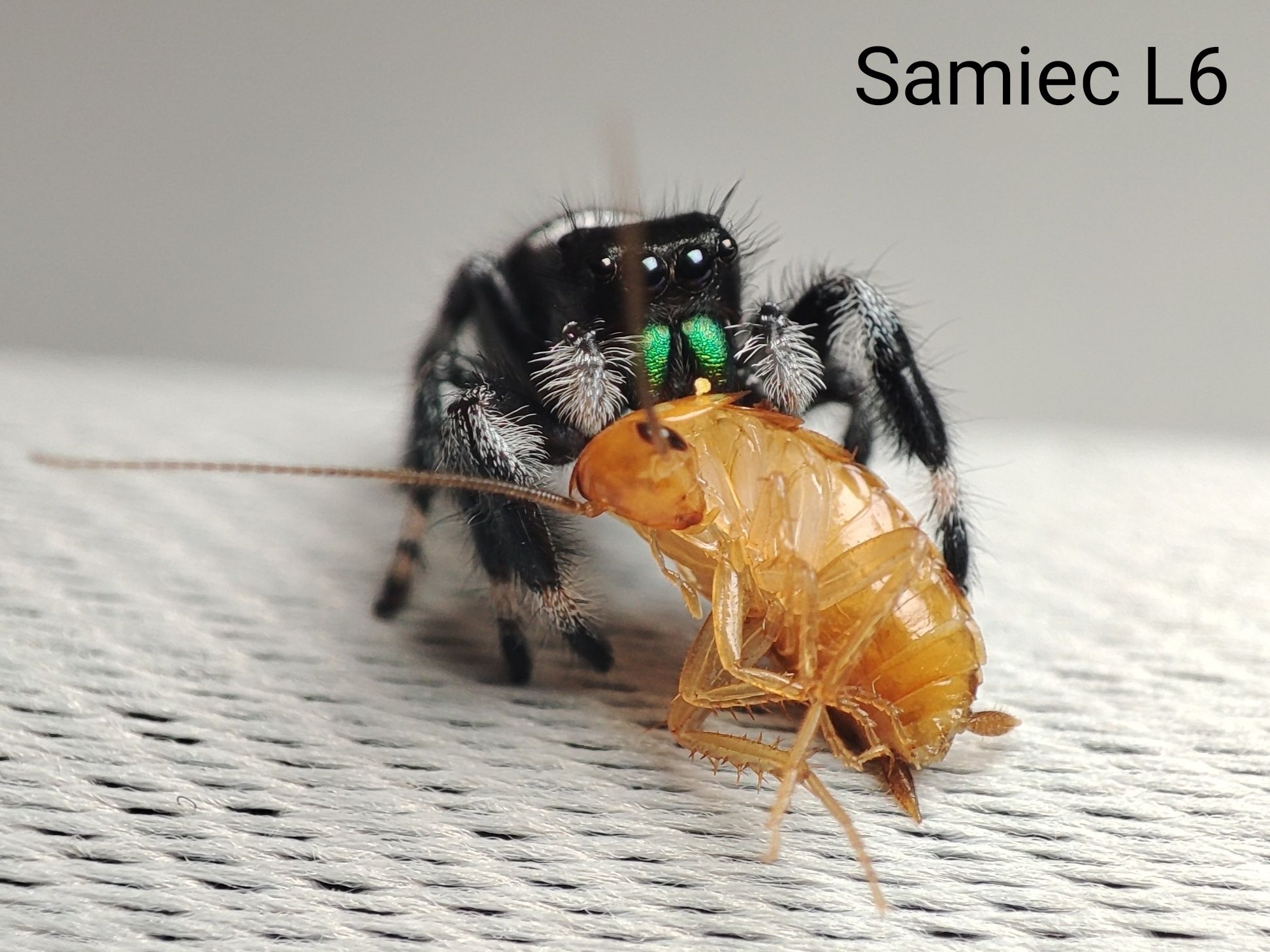 Phidippus Regius / Skakun Królewski Apalachicola L6/L7