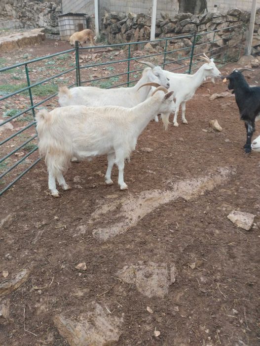 5 cabras prenhas
