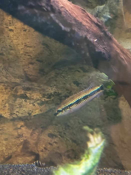 Ciclídeos dicrossus filamentosus