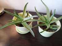 Aloesy Aloe Vera 2 letnie