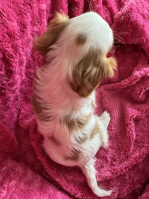 Piesek- Cavalier  King Charles Spaniel