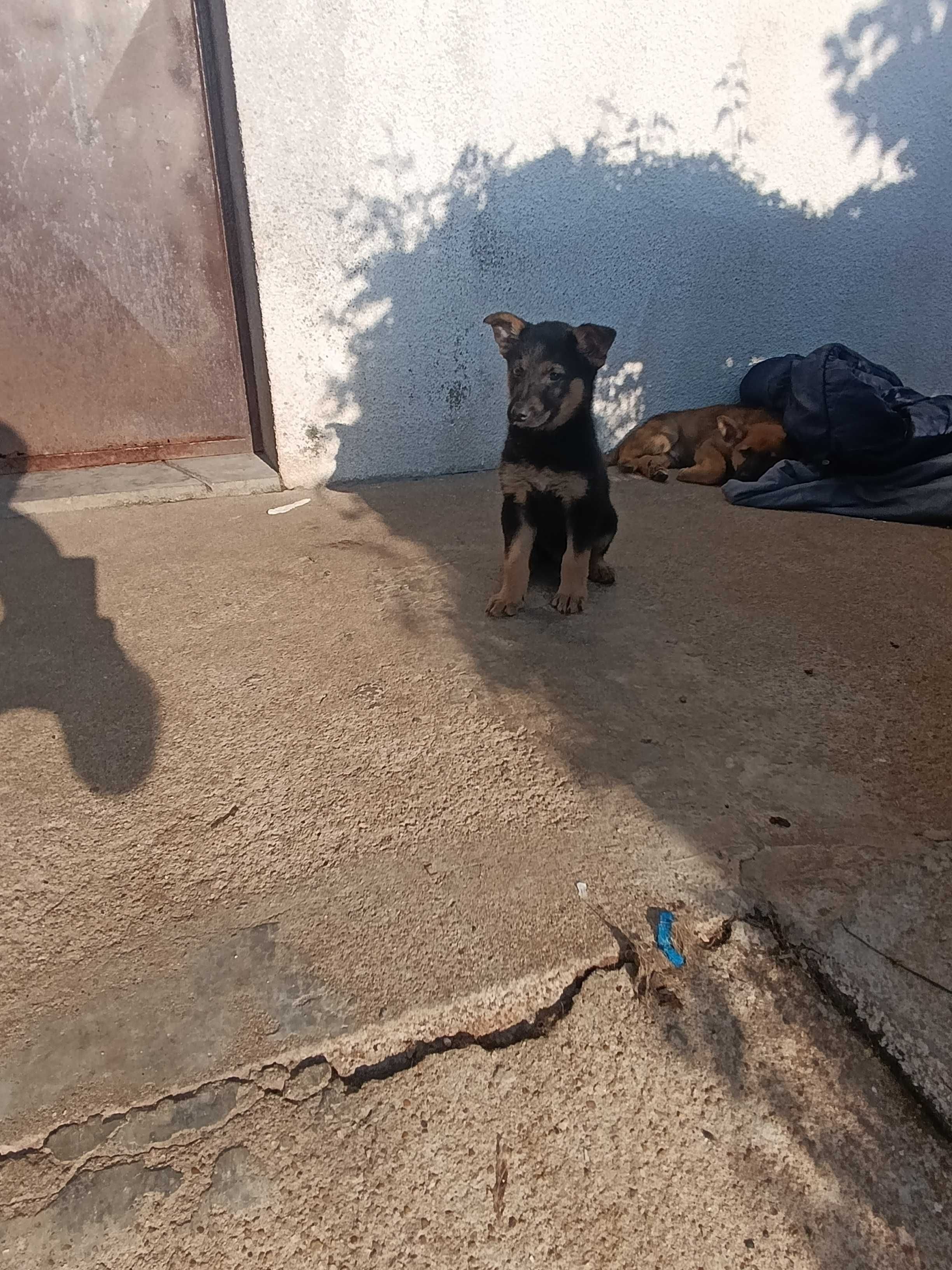Cães para adopção.