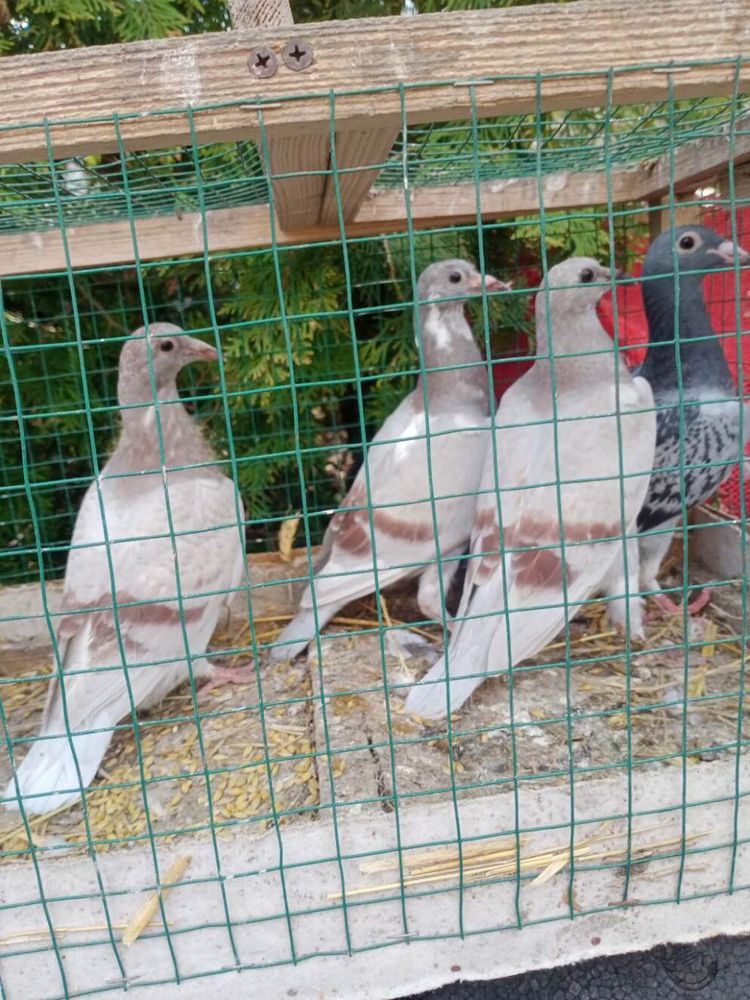 Golebie pocztowe rozne duzy wybor mlode
