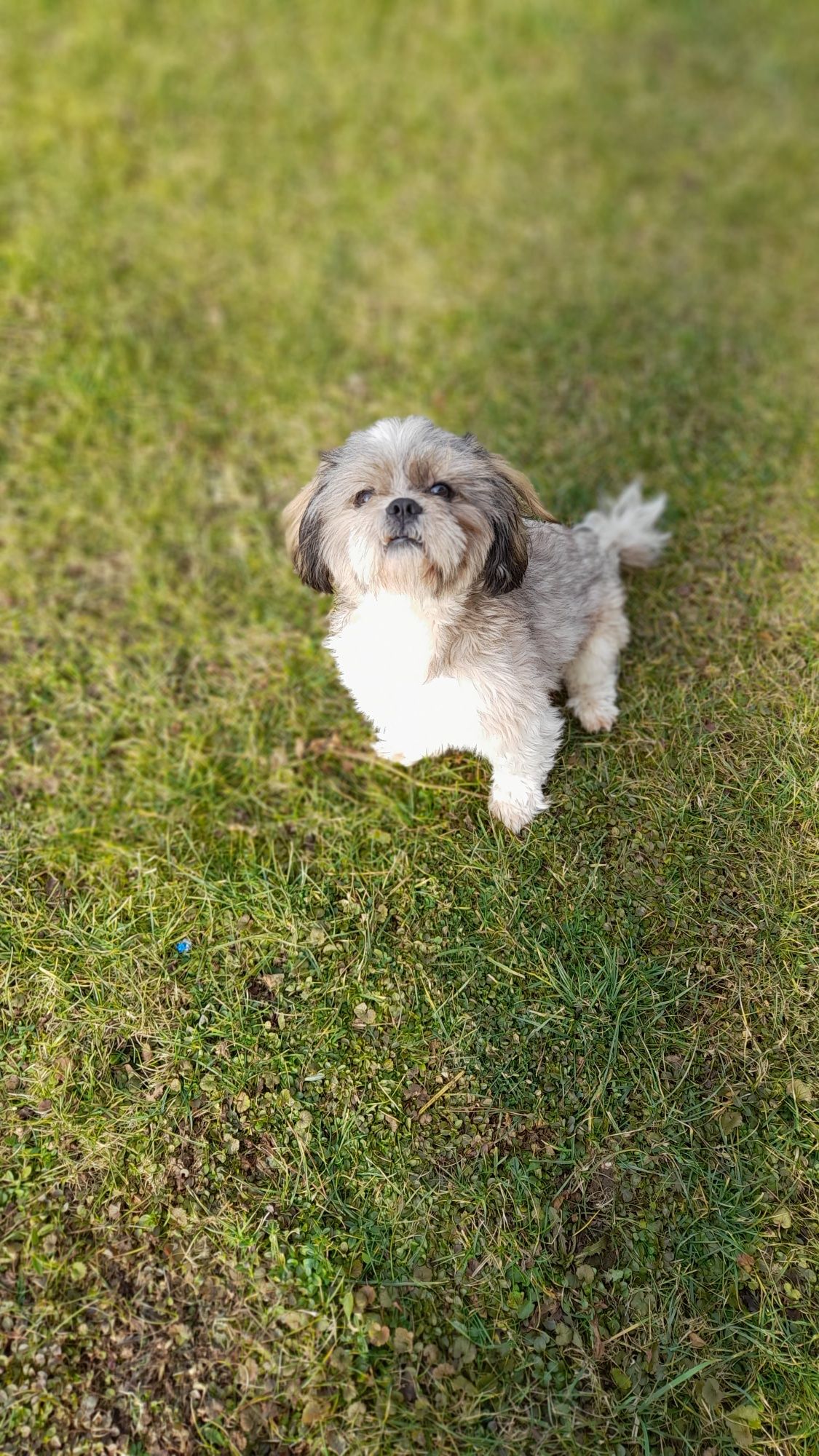 Piesek shih tzu dorosły