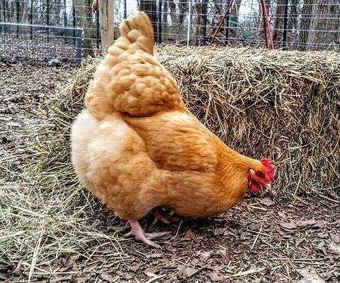 Інкубаційні яйця з маркеруванням