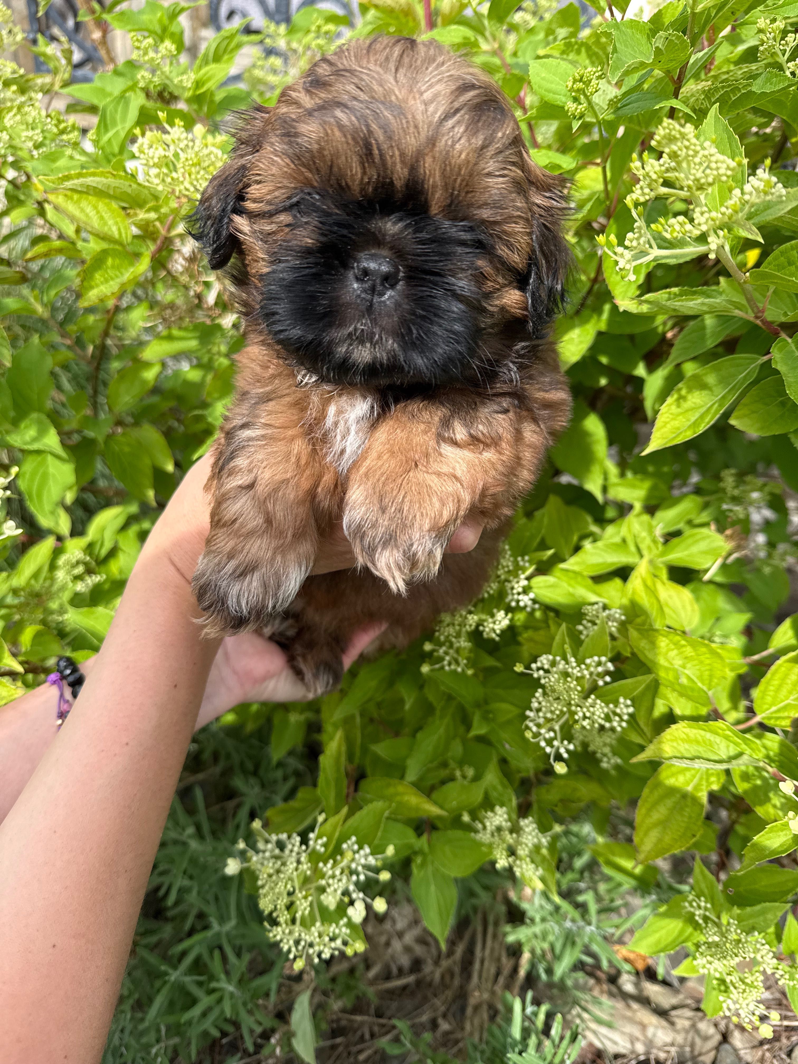 SHIH TZU  ZKWP/FCI - do rezerwacji