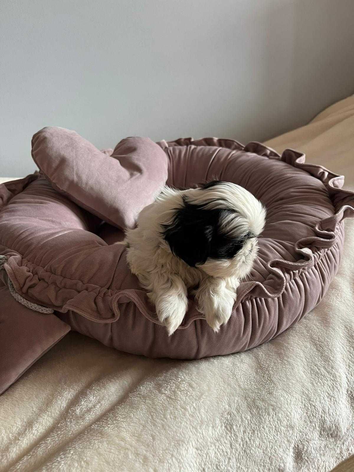 Sprzedam szczenię rasy Shih tzu