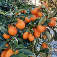 Kumquat fruto citrino