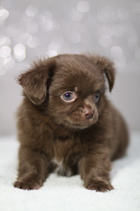 *** Chihuahua czekoladowa długowłosy**