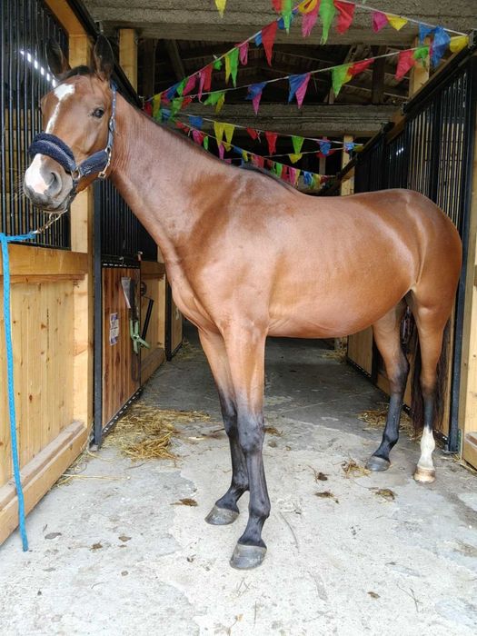 Klacz ur. marzec 2023