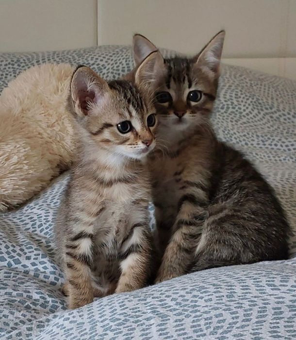 Котята котики  отдам котенок девочка