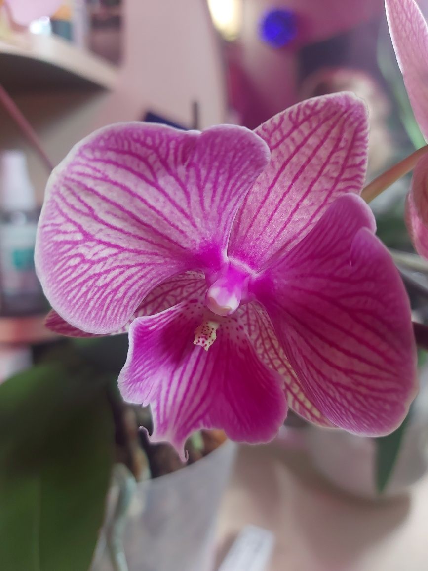 Орхидея фаленопсис, биг лип