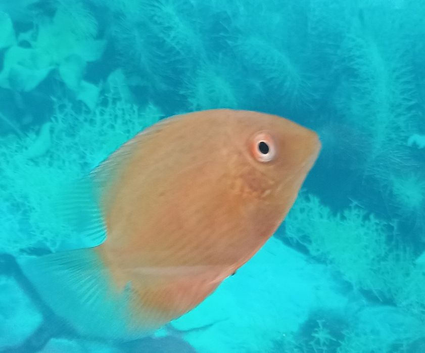 Zamienię pielęgnice gold