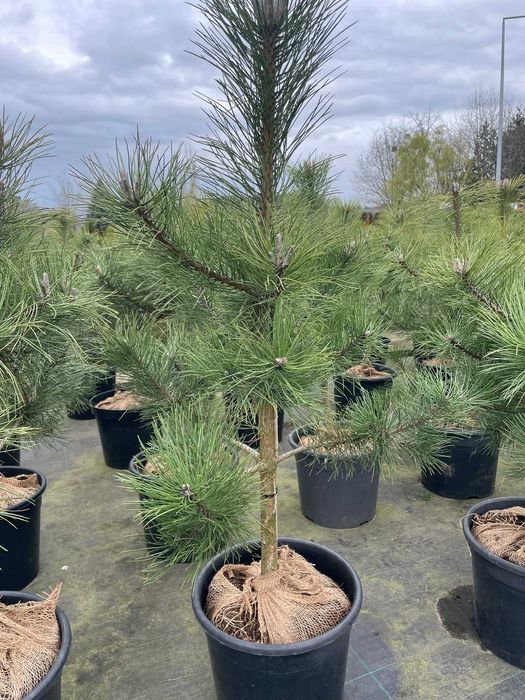 Pinus nigra sosna czarna