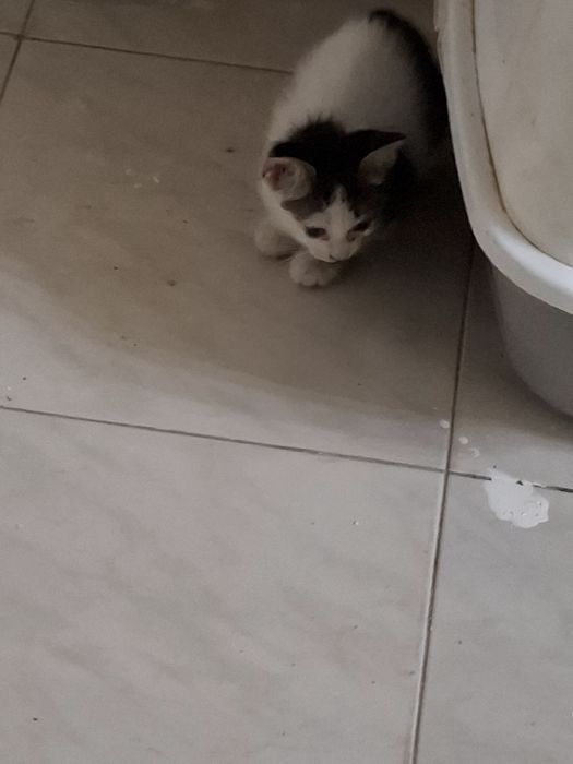 Gata para dar ja come sosinha ja vai a areia