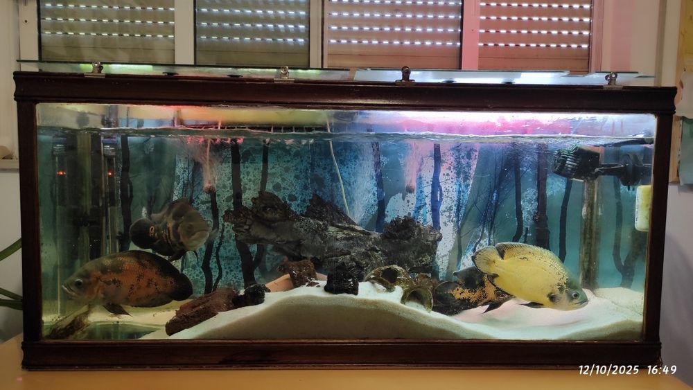 Aquário completo