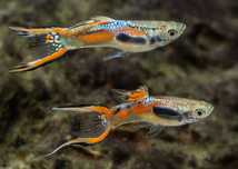 Guppies endler sortido