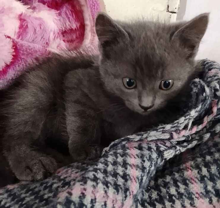 Кошенята в добрі руки