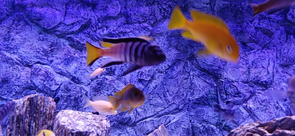 sprzedam pyszczaki Pseudotropheus elongatus Mphanga