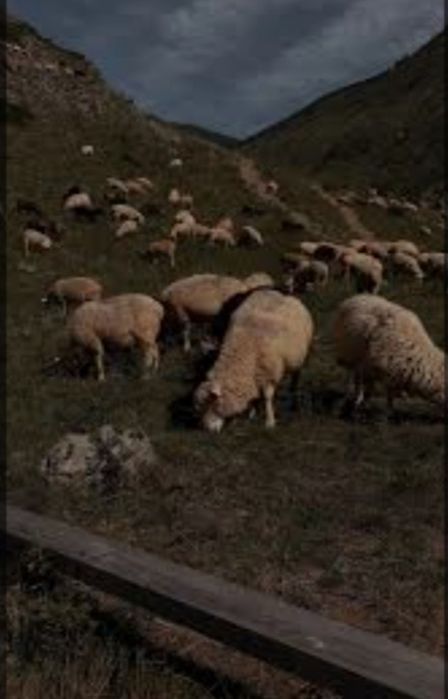 Карпатсі     вуці.