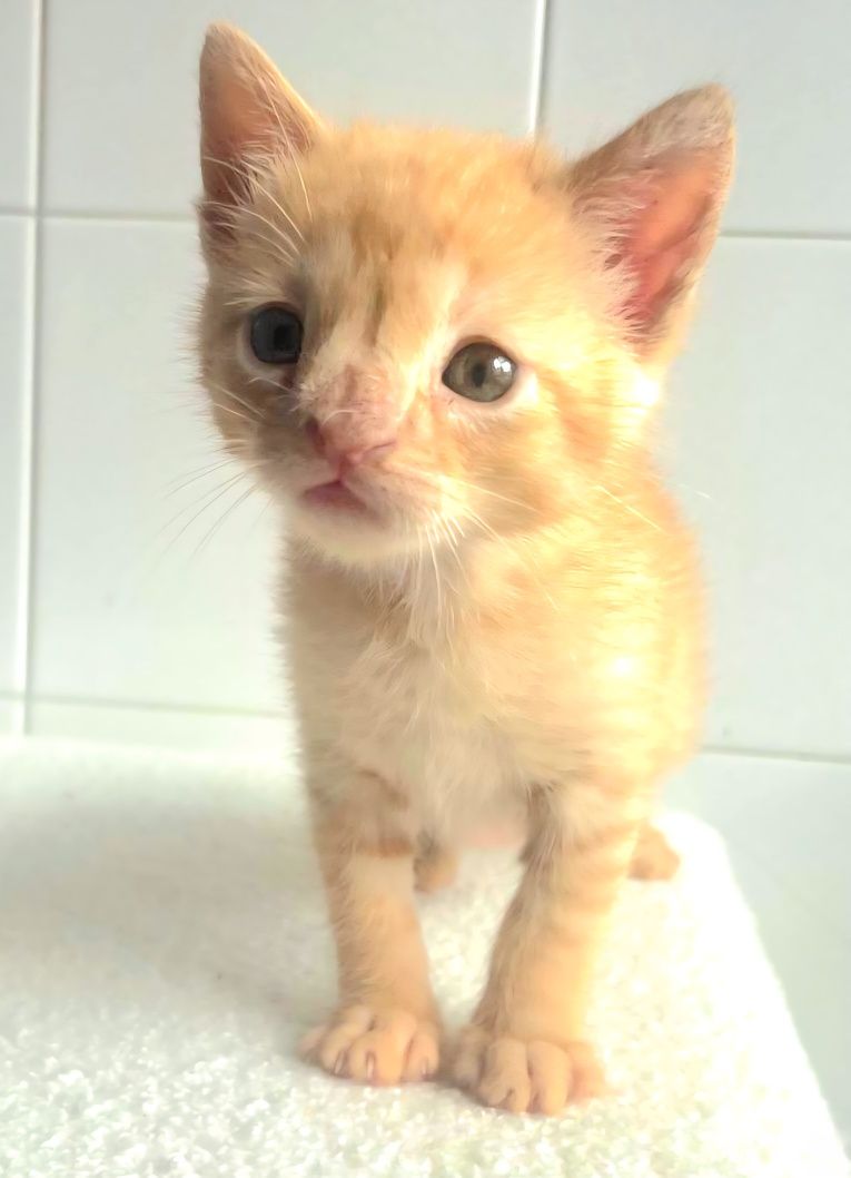 Gatinho amarelo para adoção responsável