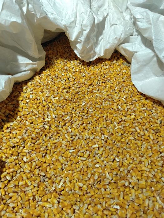 Milho Natural de grande qualidade