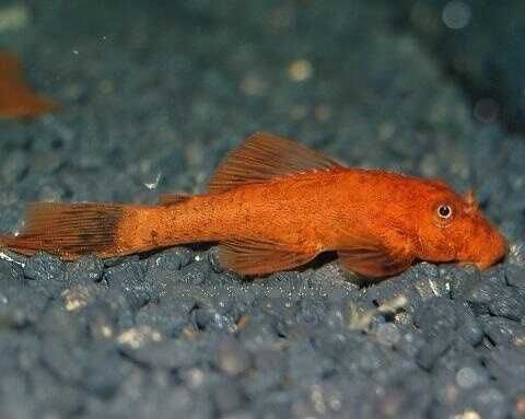 GB Zbrojnik, Glonojad Czerwony