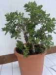 Planta Suculenta Jade crassula ovata