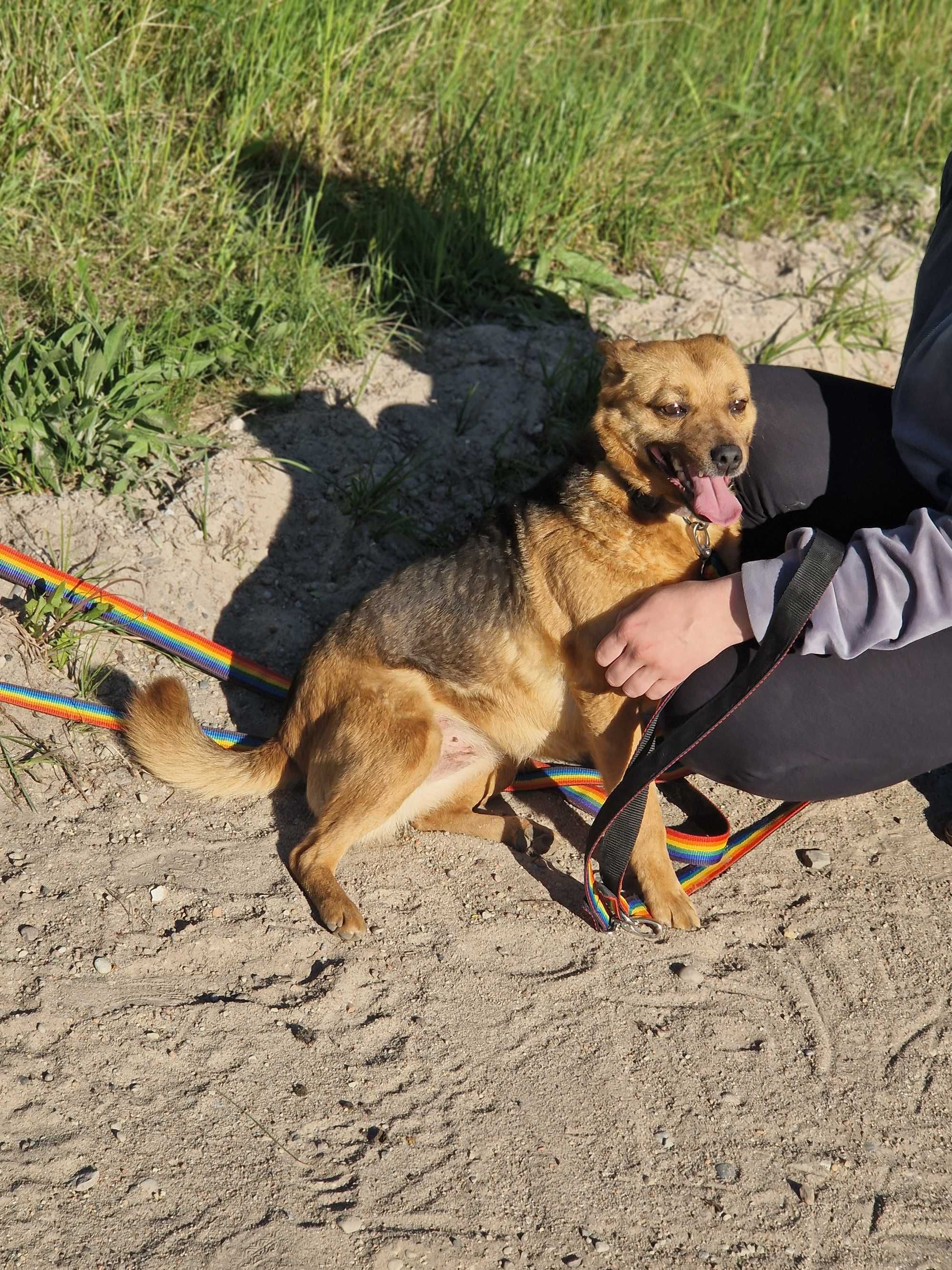 Tiana, mała wesoła sunia szuka domu