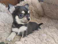 Chihuahua, mini piesek, suczka, szczeniak mini