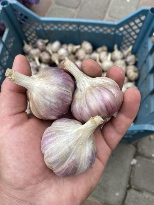 Продам часник сорту любаша
